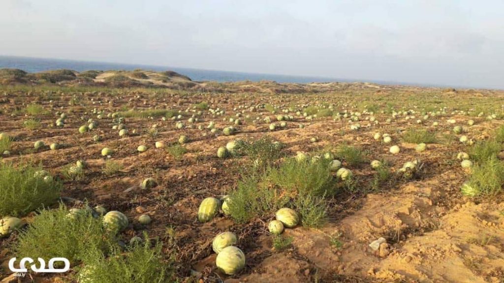 مزاعم تلوث "الدلاع" وتأثيراتها الاقتصادية