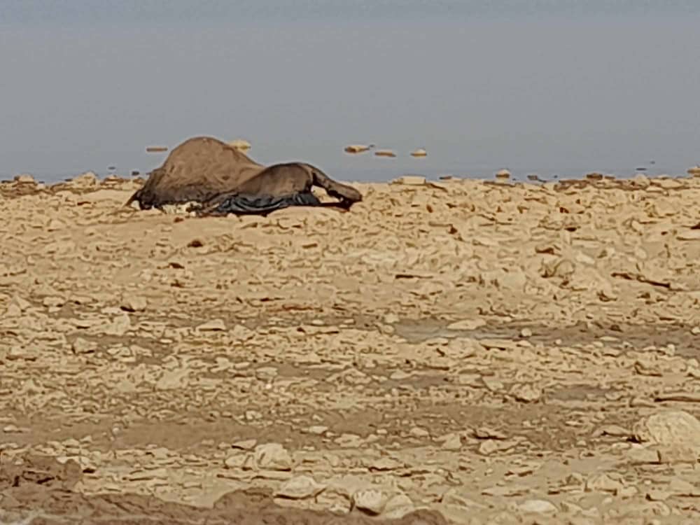 خاص..بالأرقام والصور: الثروة الحيوانية بالجبل الأخضر تتضرر بالكامل جراء الاعصار