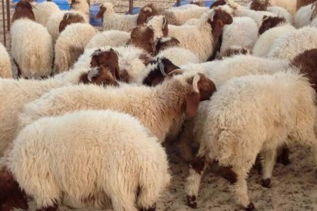 شبكة رصيد تعلن عن أسماء الشركات التي تقبل هذه البطاقة لشراء الأضاحي