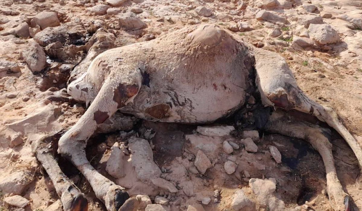 خاص..بالأرقام والصور: الثروة الحيوانية بالجبل الأخضر تتضرر بالكامل جراء الاعصار