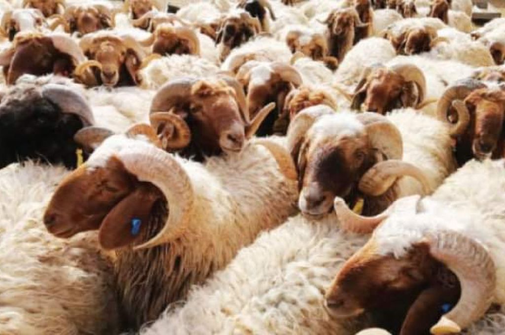 خاص.. "السنوسي": قبل الحديث عن آلية لزيادة إنتاج النفط يجب أن نجد آلية لتقليص الفساد