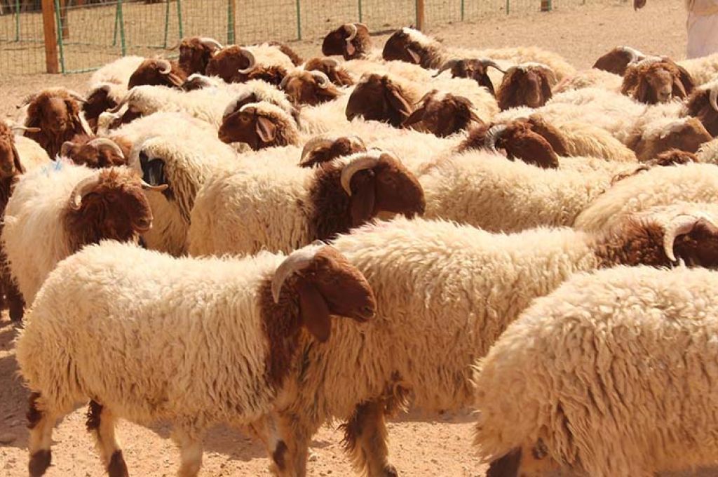 برنت يهبط إلى ما دون 60 دولارًا وسط تراجع سوق الأسهم العالمية