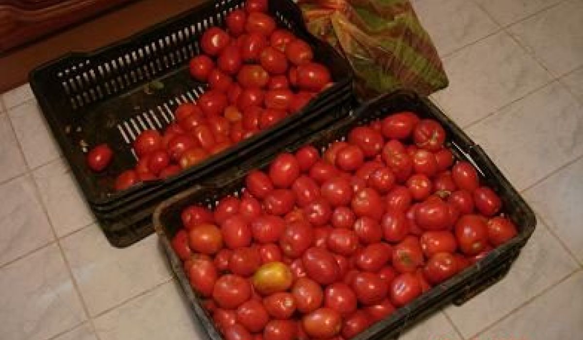 ارتفاع سعر الطماطم اليوم في السوق