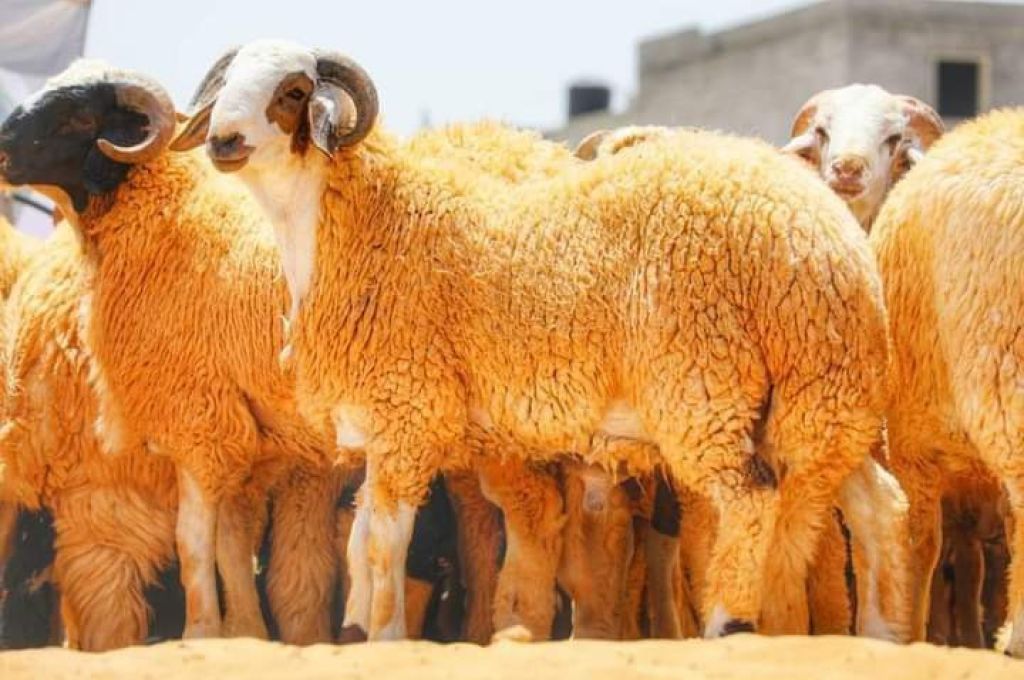خاص.. "الحاراتي" يصرح لصدى حيال تصريحات وزير النفط بشأن عدم وصول الإنتاج إلى 1.5 مليون للبرميل