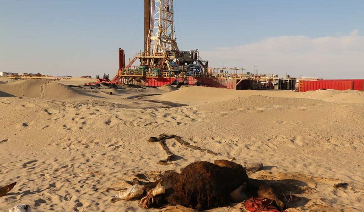 التلوث النفطي يفتك بالثروة الحيوانية والنباتية باجخرة