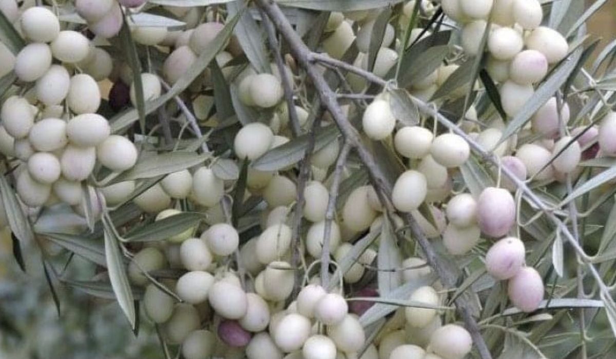 رسمياً.. الزيتون الأبيض ليبيٌ بالأصالة وليس لهُ مثيل حسب التصنيف الدولي