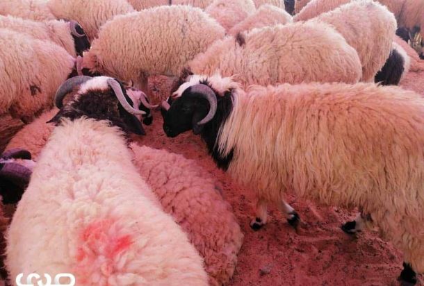 هل يعود الإنتاج والصادرات الليبية إلى طبيعتها؟