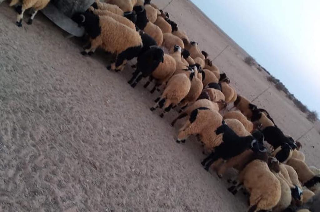 خاص.. مربي وبائع أغنام بمدينة إجدابيا يكشف لصدى أسعار الأضاحي بالمدينة