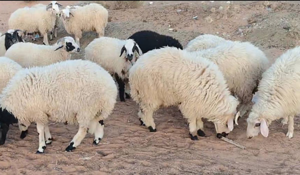 خاص.. تاجر أغنام بالسوق المحلي "ترهونة" يُصرح حيال أسعار الأضاحي بالمدينة
