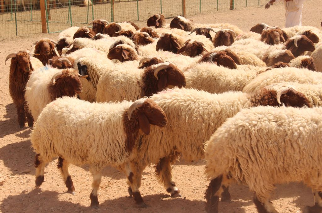 تاجر مواشي يكشف لصدى سبب ارتفاع أسعارها