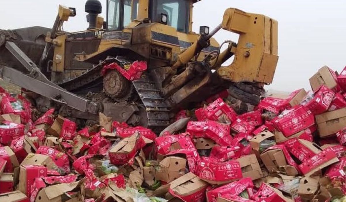 مركز الرقابة على الأغذية بمصراتة يعدم شحنة موز مستوردة من المكسيك