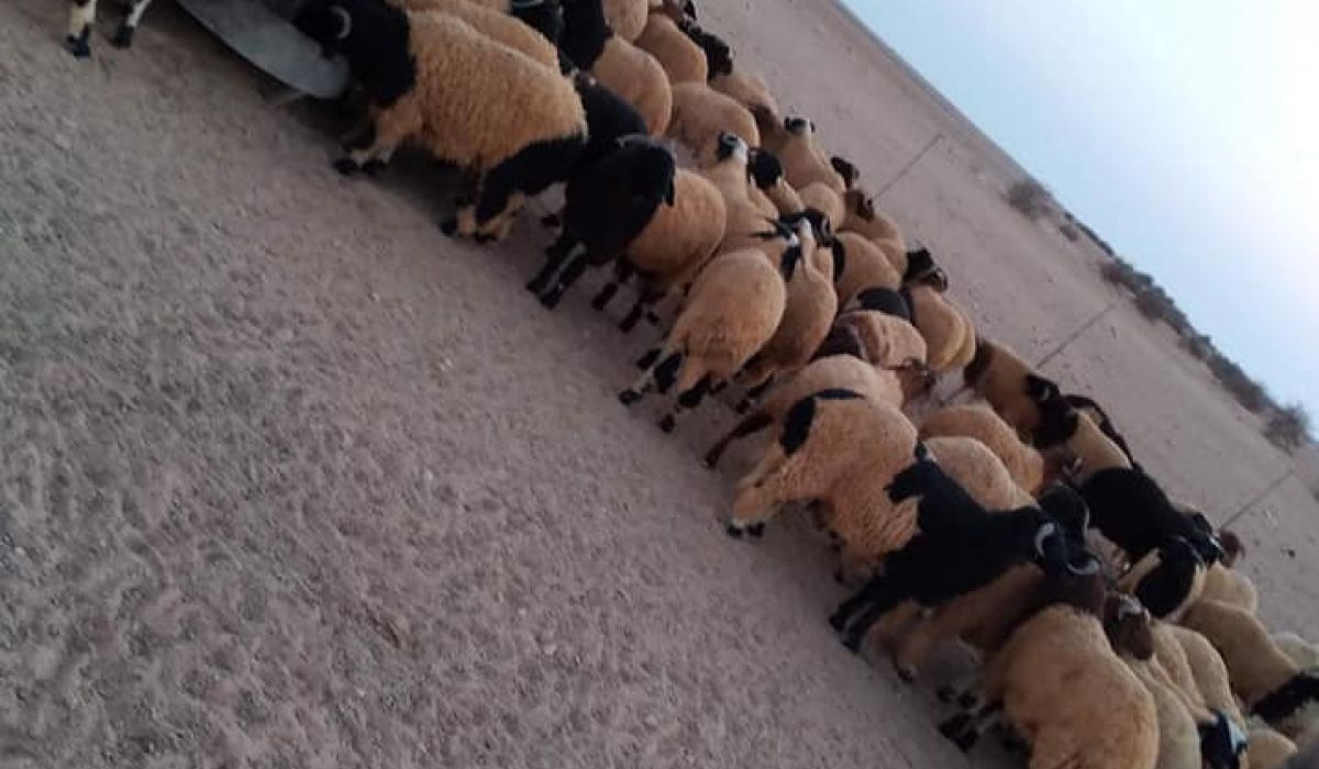 خاص.. مربي وبائع أغنام بمدينة إجدابيا يكشف لصدى أسعار الأضاحي بالمدينة