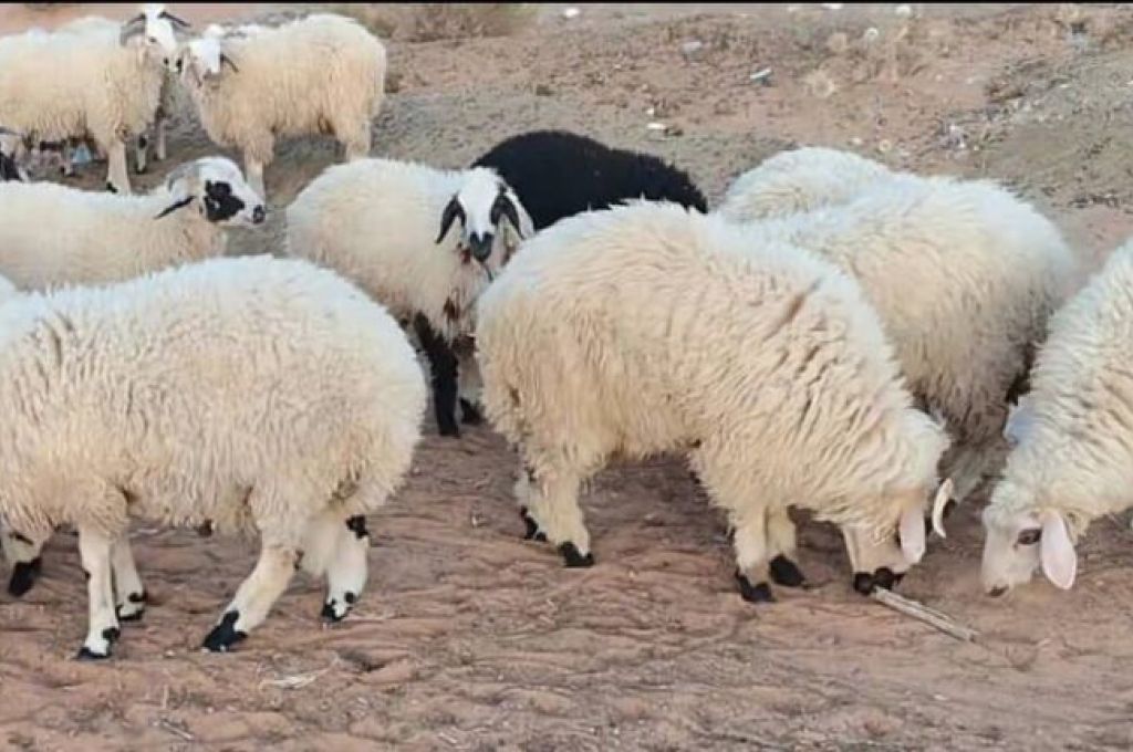 اجتماع لمتابعة وضع المراكز وسير العمل وكيفية تقديم الخدمة لمصابي فايروس كورونا بمدينة طرابلس