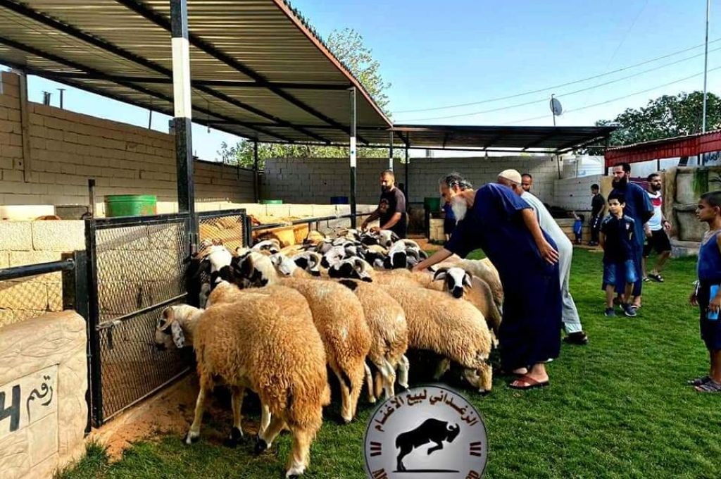 خاص.. مربي وبائع أغنام بمدينة إجدابيا يكشف لصدى أسعار الأضاحي بالمدينة