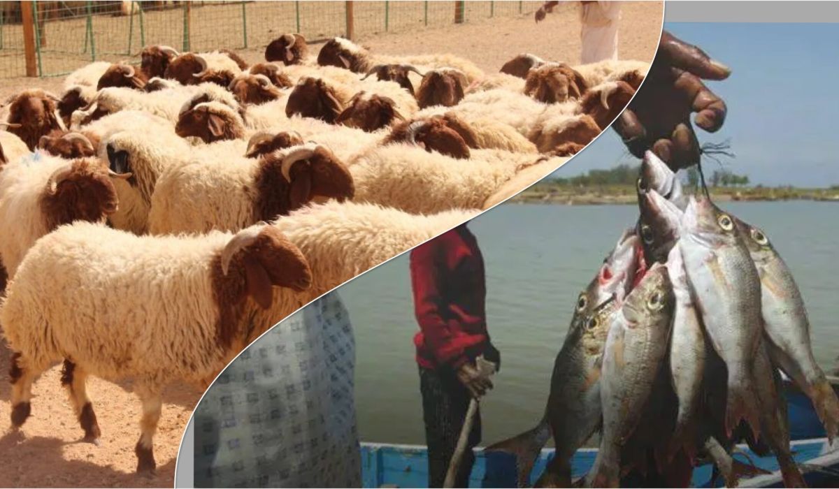 مصرف ليبيا المركزي يحدّد مصروفات وزارات الثروة الحيوانية والبحرية خلال النصف الأول من عام 2022