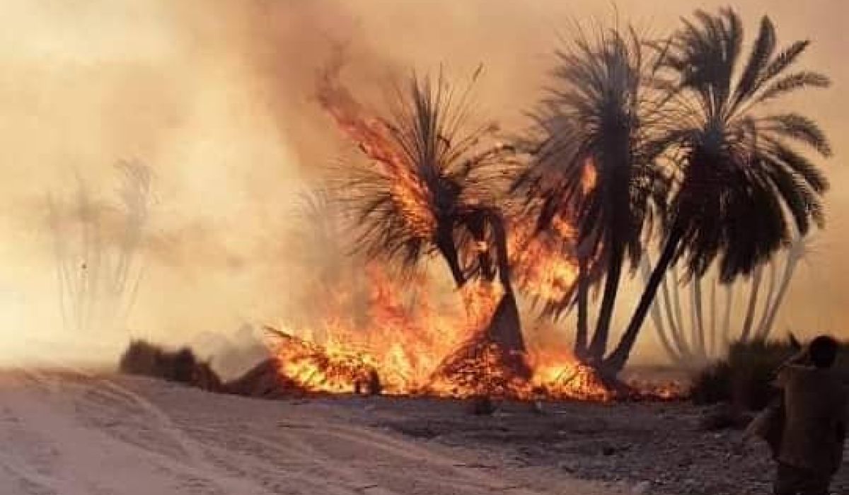 خسارة 2000 نخلة حتى الآن نتيجة اندلاع حرائق في مزارع النخيل بتازربو