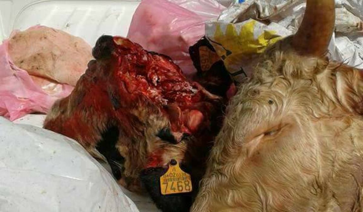 الحرس البلدي يضبط لحوماً فاسدة لا تصلح للاستهلاك البشري في طرابلس