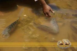 إنتشار زراعة أسماك المياه العذبة بجبل نفوسة