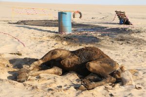 التلوث النفطي يفتك بالثروة الحيوانية والنباتية باجخرة