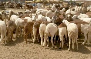هل يطفئ خروف الاعتمادات نار الأضاحى؟