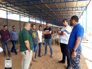 هيئة مكافحة الفساد : رصدنا عدة مخالفات في توزيع الأضاحي الموردة والتي لا تتعدى أوزان بعضها 20 كيلو جرام