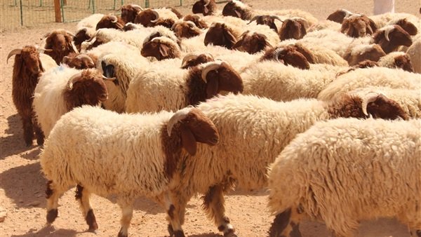 أسعار الأضاحي هذا العام تكسر قانون العرض و الطلب !