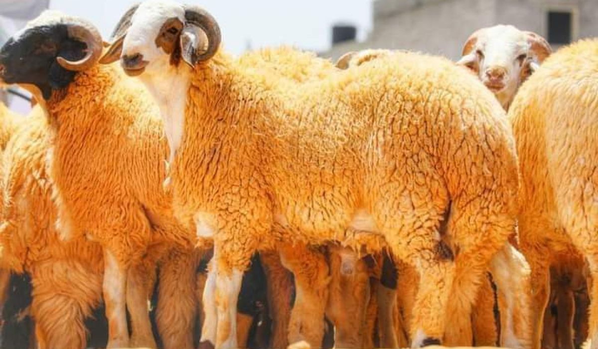 خاص.. "مُربي أغنام ببنغازي": الأضاحي التي وفرتها الحكومة الليبية لم تؤثر على أسعار السوق.. وكتجار لم يتم تقديم شيء لنا