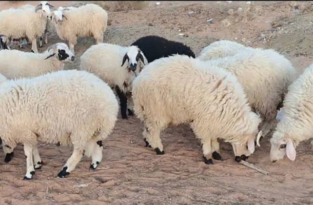 خاص ..تجاري بن وليد يؤكد على وصول سيولة نقدية بقيمة 15 مليون دينار
