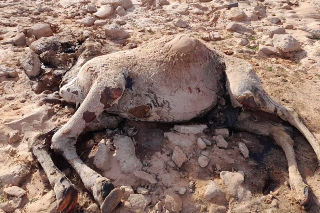 خاص.. "الحبري" ينفي لصدى أخبار منعه من السفر من قبل النائب العام