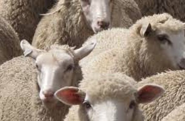 الرقابة على الاغذية ترفض سلعة غذائية منشأها امريكا