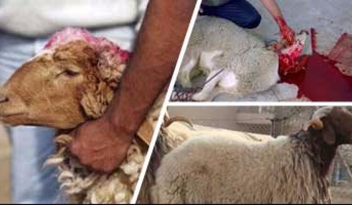 بلدية حي الأندلس تخصص أماكن لذبح الأضاحي وبأسعار رمزية