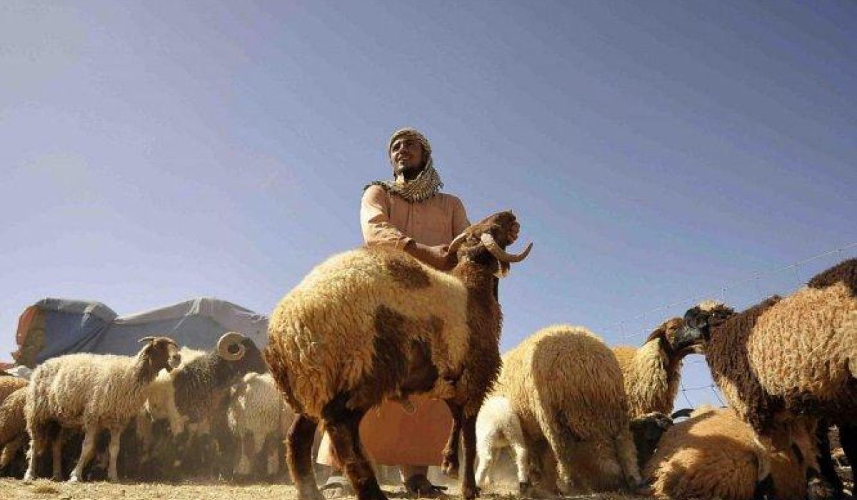 إقبال منخفض على شراء الأضاحي بسوق زليتن مع نهاية آخر يوم