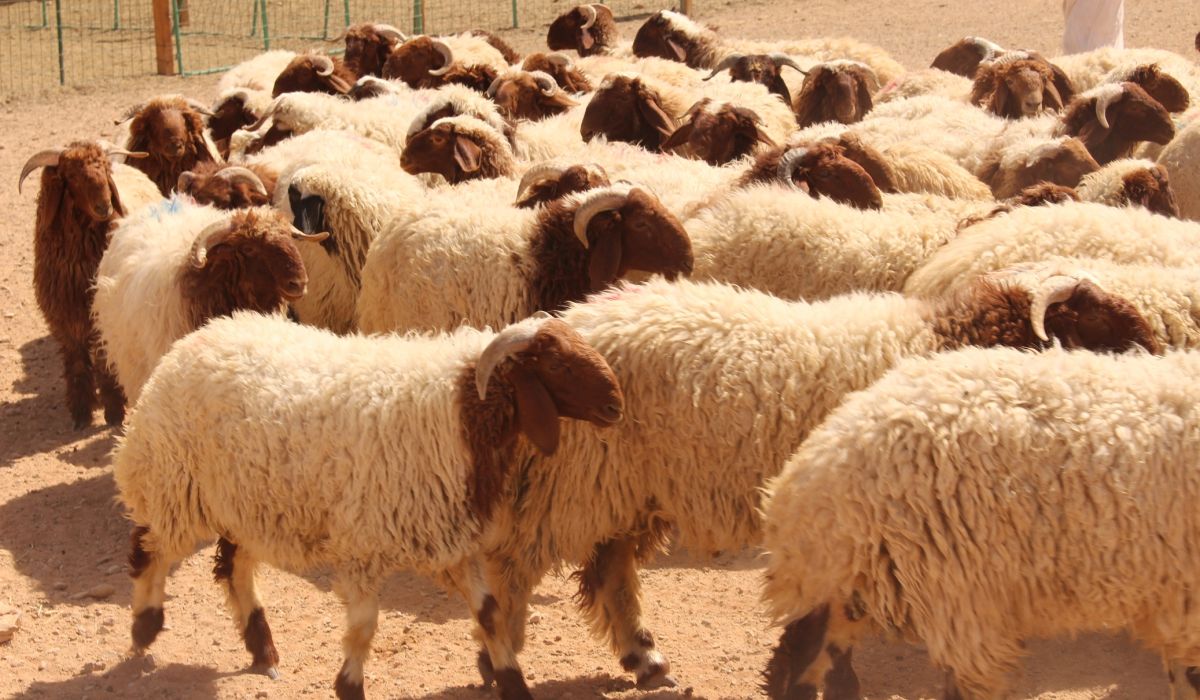 لجنة توريد الأضاحي تعلن البدء بحجز أضاحي العيد