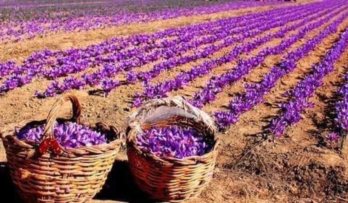 زراعة الزعفران في ليبيا... مشروع طموح لتنويع مصادر الدخل