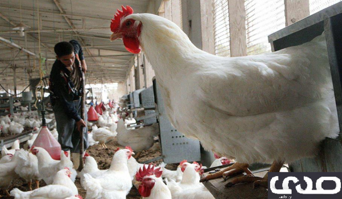 وزارة الزراعة بالوفاق تمنع استيراد الطيور الداجنة والبرية من أوروبا
