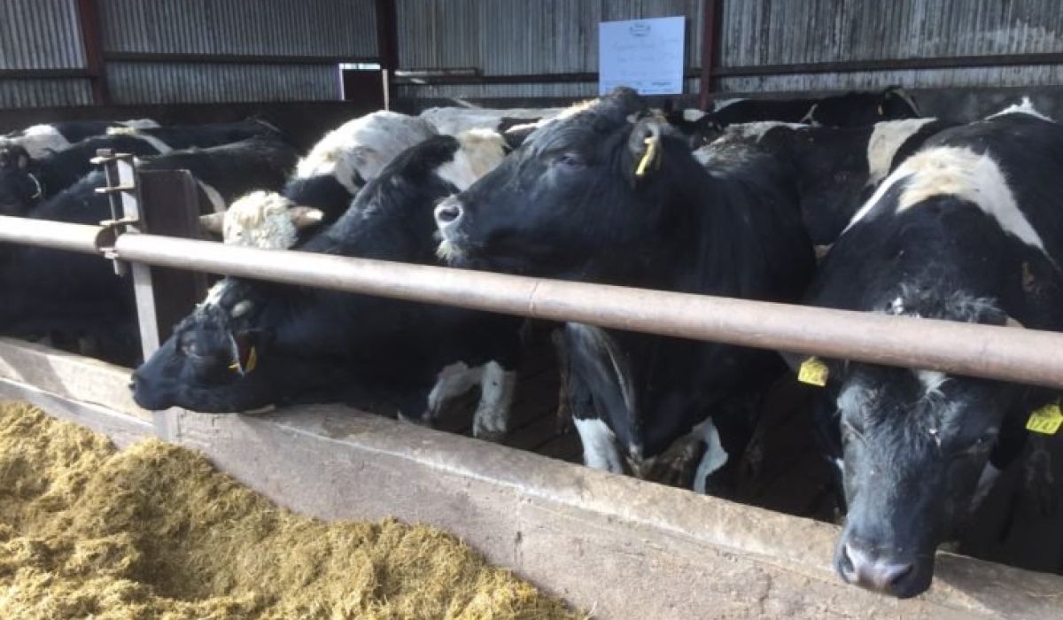 إستيراد أكثر من 1000 رأس من الثيران