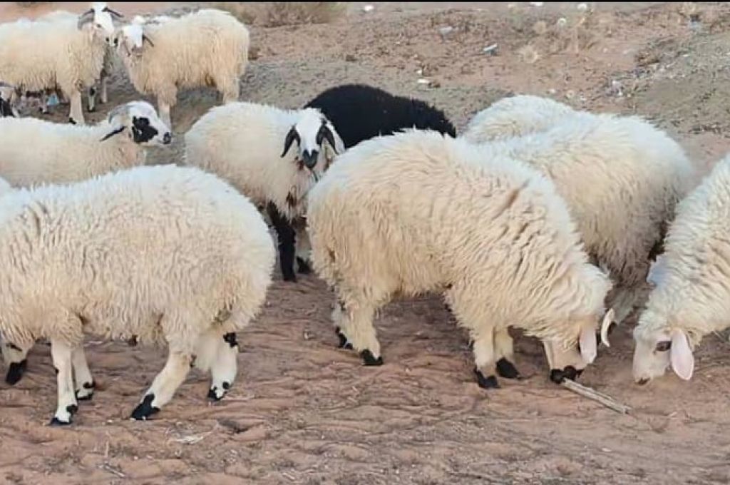 المنفي يوجه كتابا لرئيس الحكومة بتسخير كافة الإمكانيات لدعم تونس بعد تدهور الأوضاع الوبائية فيها