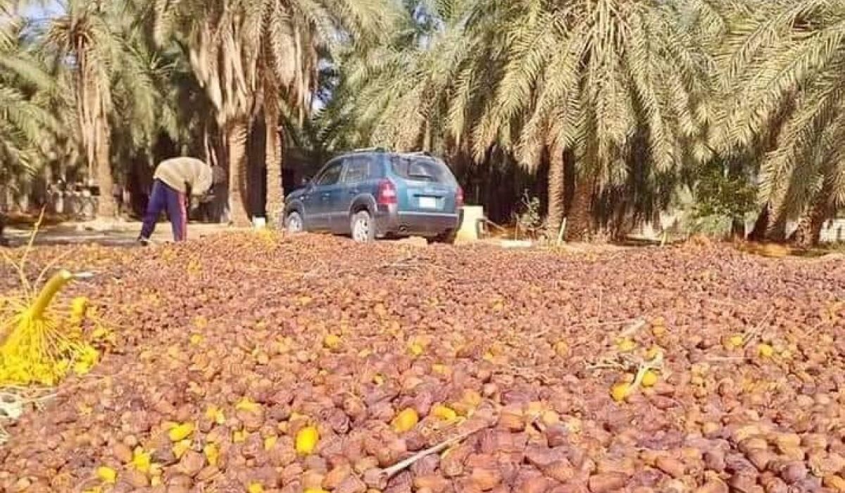 بسبب انقطاع الكهرباء ونقص الوقود... خسائر مالية لمزارعي النخيل في جالو