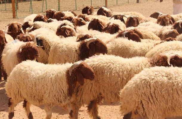 اجتماع للجنة تقييم عمل صندوق الإنماء الاقتصادي والاجتماعي