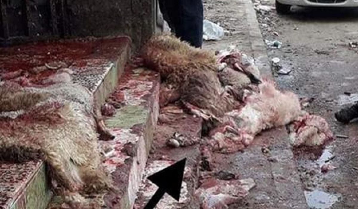 بالصور والفيديو .. مركز الرقابة على الأغذية والأدوية: الوضع غير صحيح بسوق الحي الإسلامي لبيع اللحوم