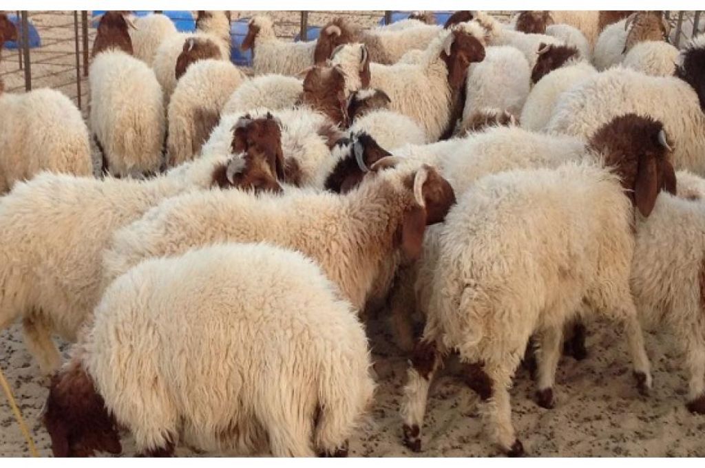 موقع بريطاني: ليبيا والولايات المتحدة تحققان في الذهب المشتبه به للتجارة النقدية بين فنزويلا وحفتر