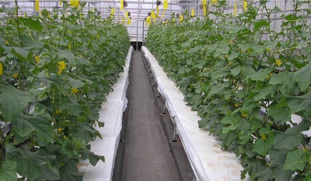 وازن تزرع بدون تربة ...