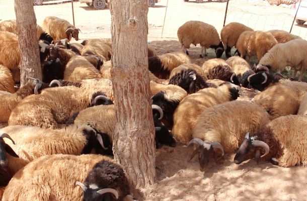العامة للكهرباء : اعتباراً من اليوم ستشهد الشبكة الكهربائية تحسناً بطرابلس