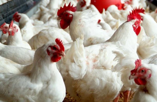 وزيرا التخطيط والحكم المحلي بحكومة الوفاق يناقشان مع السفير الإيطالي كيفية تقديم دعم تنموي لـ24 بلدية