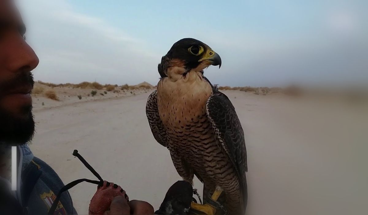 بيع طائر بمبلغ 400 ألف دينار يسلط الضوء على تجارة تفتقد للشرعية والتنظيم