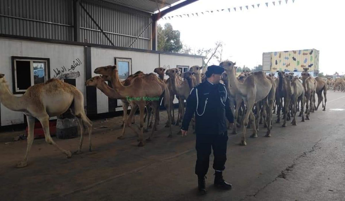 الإبل التي شُوهدت في شوراع طرابلس تصل الزاوية.. تعرف على قصتها