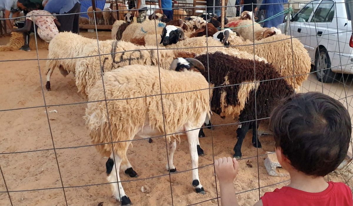 حبارات يكتب: الركود التضخمي عزز حضوره من خلال تراجع الطلب على أضاحي العيد ومستلزماته