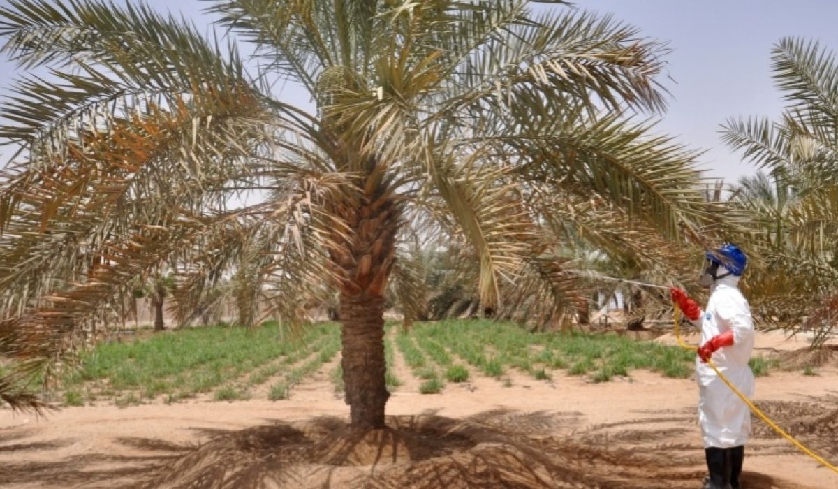وزارة الزراعة بالمؤقتة تبحث آلية مكافحة سوسة النخيل الحمراء
